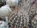Ancistrocactus -  Navratil